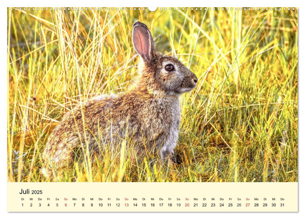 Scheue Wildtiere in heimischen Wäldern und Bergen (CALVENDO Premium Wandkalender 2025)