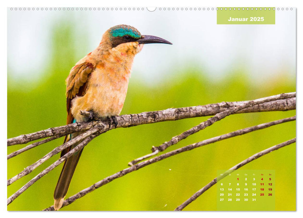 Faszinierende Tierwelt des Kruger National Parks (CALVENDO Premium Wandkalender 2025)