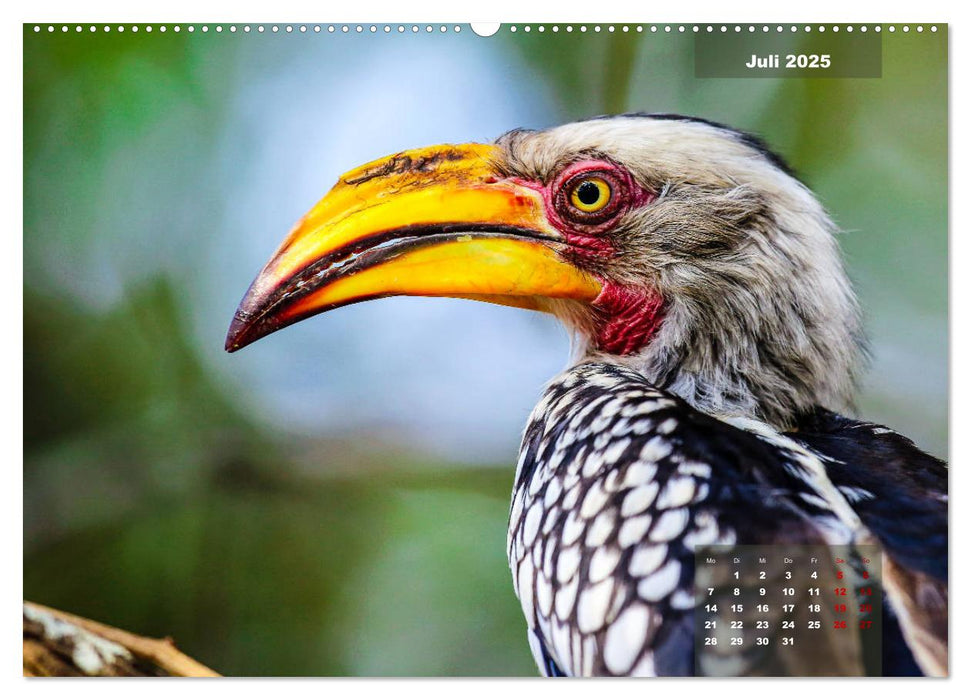 Faszinierende Tierwelt des Kruger National Parks (CALVENDO Premium Wandkalender 2025)