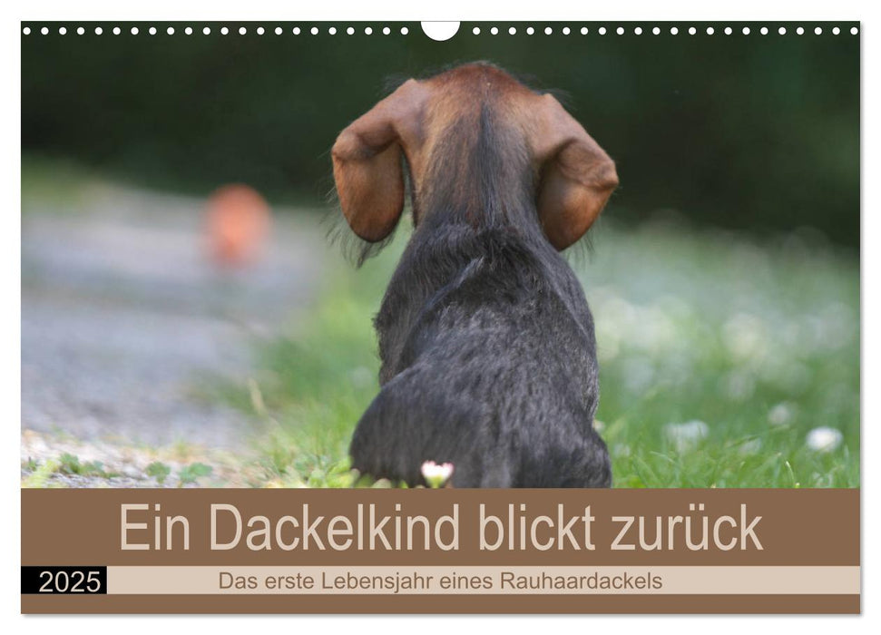 Ein Dackelkind blickt zurück (CALVENDO Wandkalender 2025)