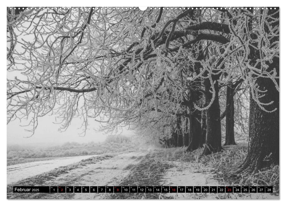 Wilde Wälder und Alleen im Herzen Mitteldeuschlands (CALVENDO Premium Wandkalender 2025)