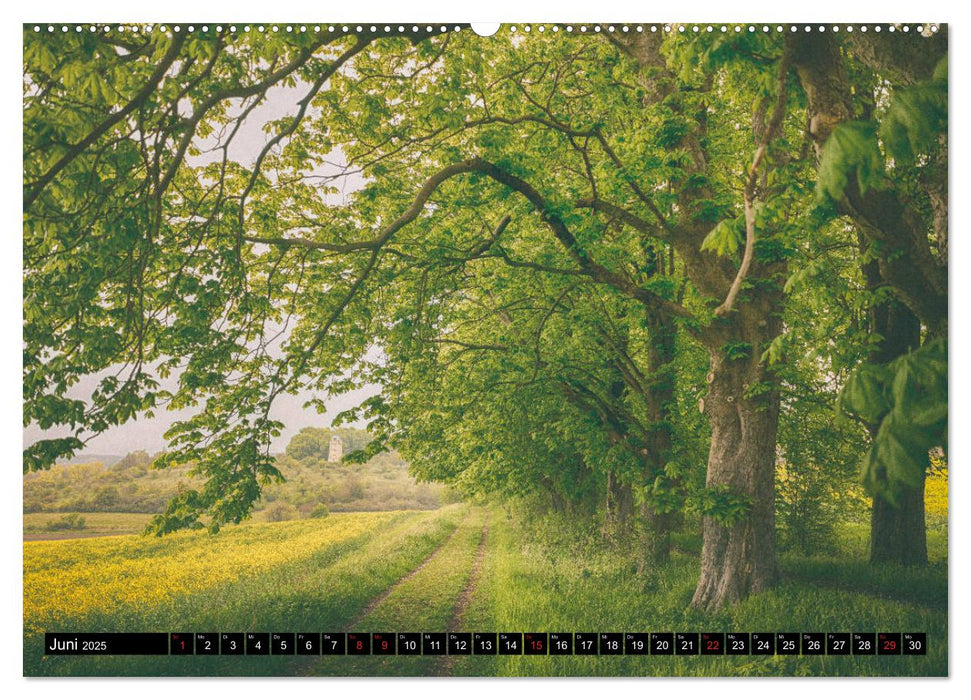 Wilde Wälder und Alleen im Herzen Mitteldeuschlands (CALVENDO Premium Wandkalender 2025)