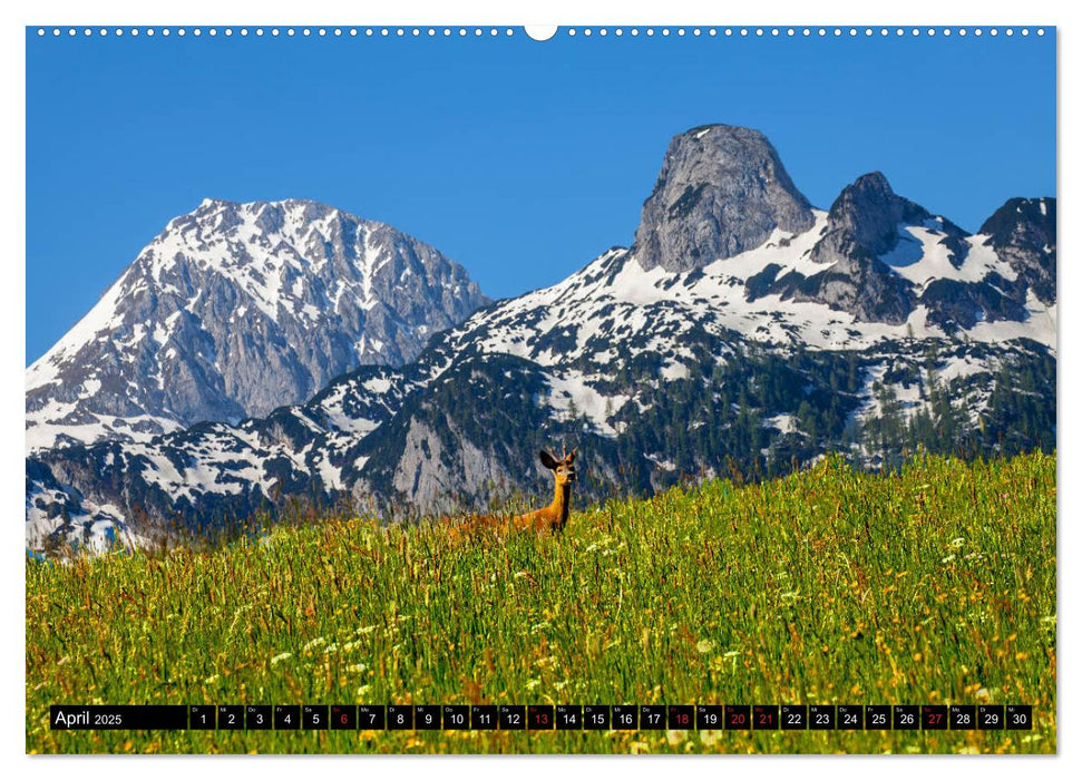 Abtenau im Lammertal (CALVENDO Premium Wandkalender 2025)