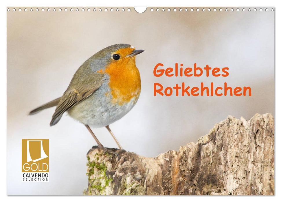 Geliebtes Rotkehlchen (CALVENDO Wandkalender 2025)