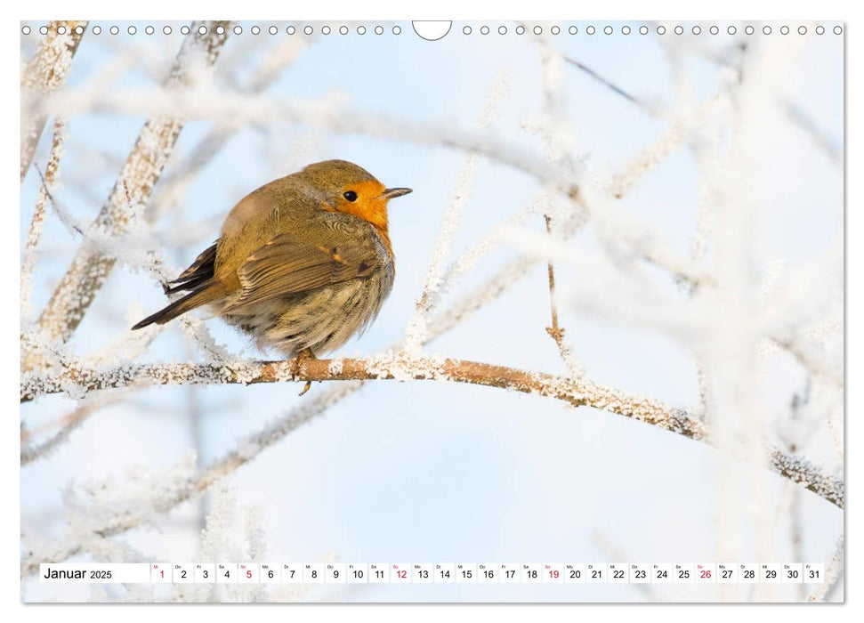 Geliebtes Rotkehlchen (CALVENDO Wandkalender 2025)