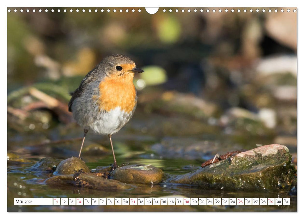 Geliebtes Rotkehlchen (CALVENDO Wandkalender 2025)