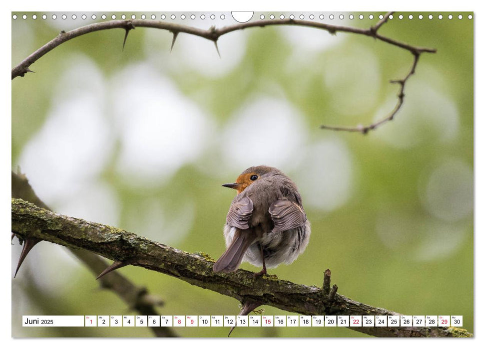 Geliebtes Rotkehlchen (CALVENDO Wandkalender 2025)