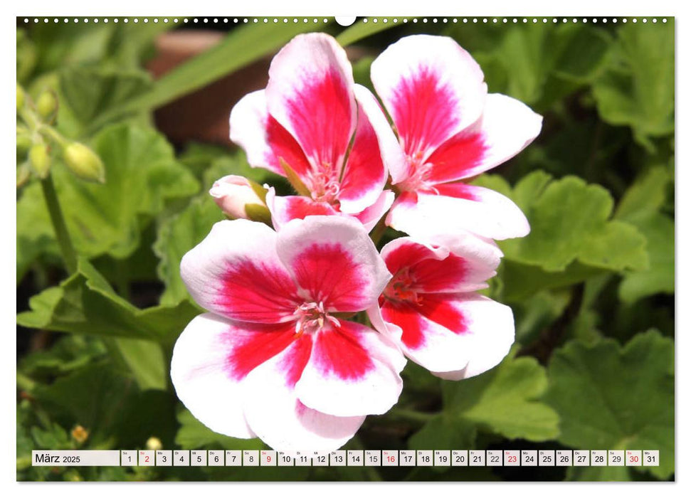 Pelargonien. Die Klassiker unter den Blühwundern (CALVENDO Premium Wandkalender 2025)