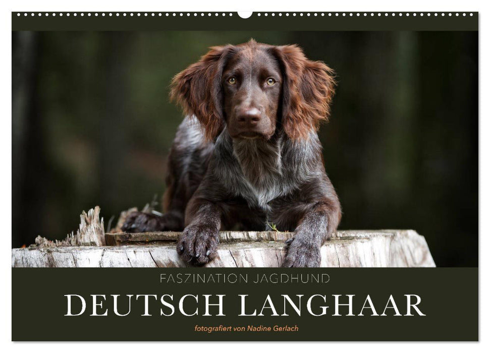 Faszination Jagdhund - Deutsch Langhaar (CALVENDO Wandkalender 2025)