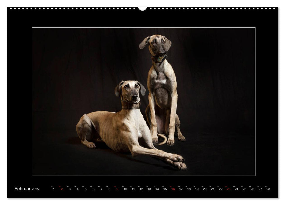 Windhunde - Schnelle Schönheiten (CALVENDO Premium Wandkalender 2025)