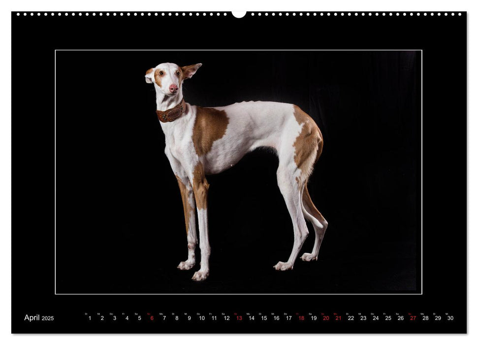 Windhunde - Schnelle Schönheiten (CALVENDO Premium Wandkalender 2025)