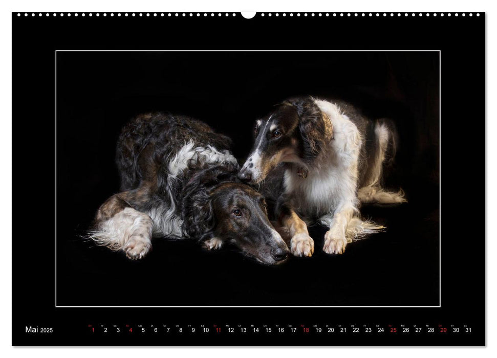 Windhunde - Schnelle Schönheiten (CALVENDO Premium Wandkalender 2025)