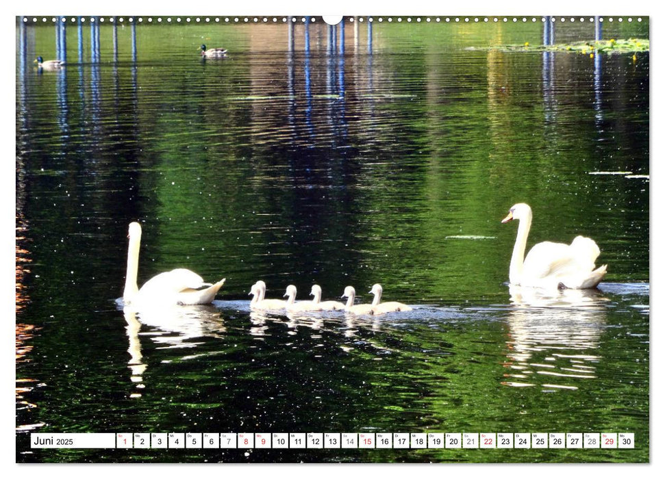 Oranienburg - Kleinod an der Havel (CALVENDO Premium Wandkalender 2025)