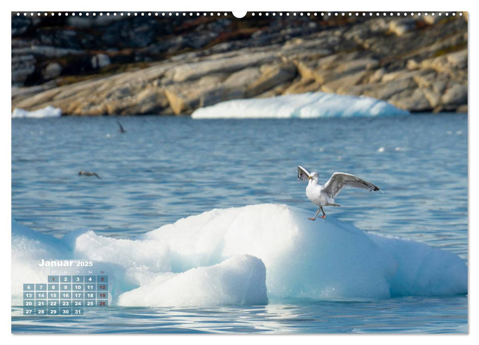 Möwen frech und witzig (CALVENDO Premium Wandkalender 2025)