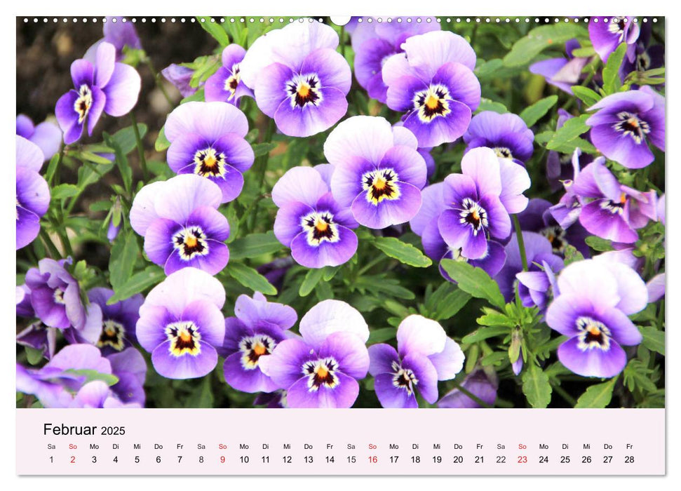 Balkonblumen. Die Blütenpracht für Blumenkästen (CALVENDO Premium Wandkalender 2025)