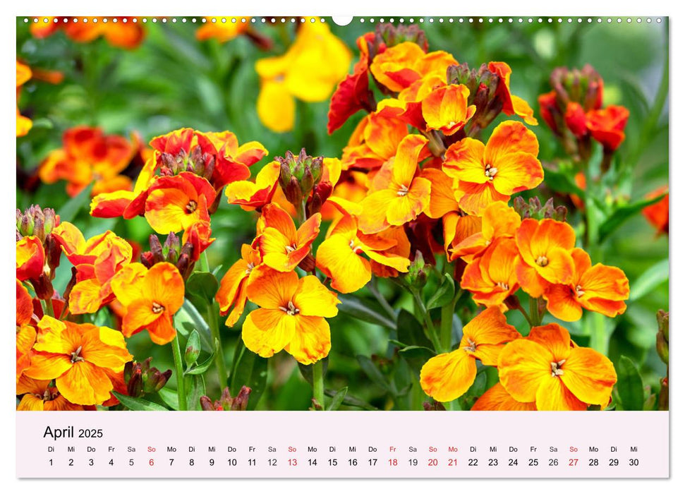 Balkonblumen. Die Blütenpracht für Blumenkästen (CALVENDO Premium Wandkalender 2025)