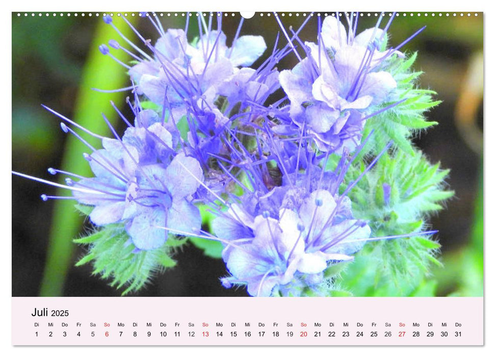 Balkonblumen. Die Blütenpracht für Blumenkästen (CALVENDO Premium Wandkalender 2025)