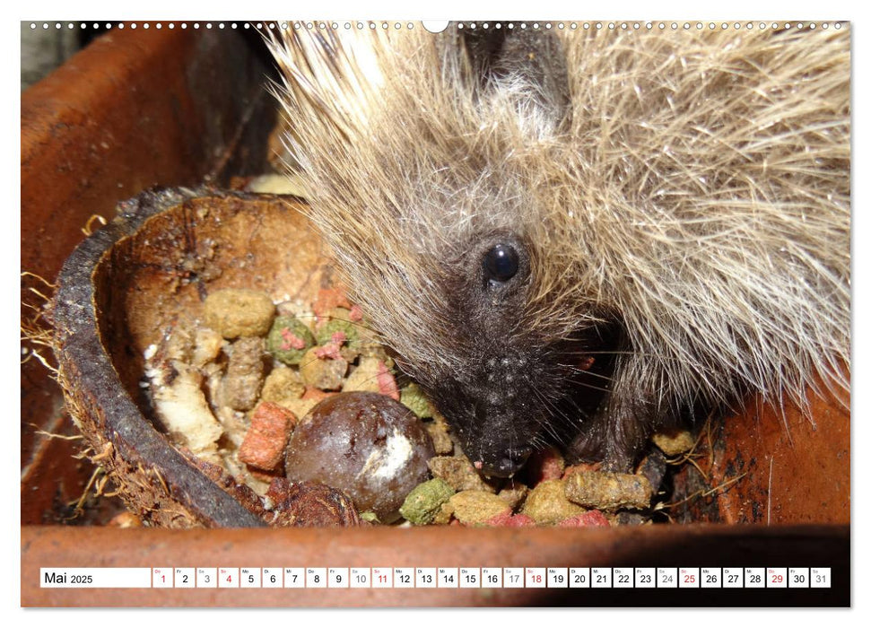 Igeleien - Begegnungen mit hungrigen Igeln (CALVENDO Premium Wandkalender 2025)