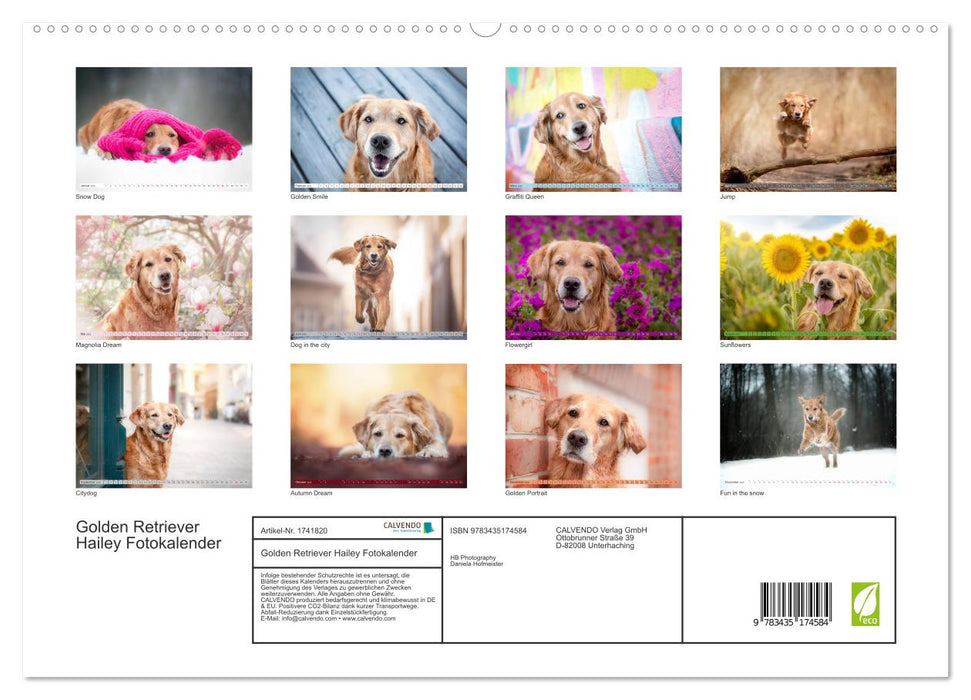 Golden Retriever Hailey Fotokalender (CALVENDO Premium Wandkalender 2025)