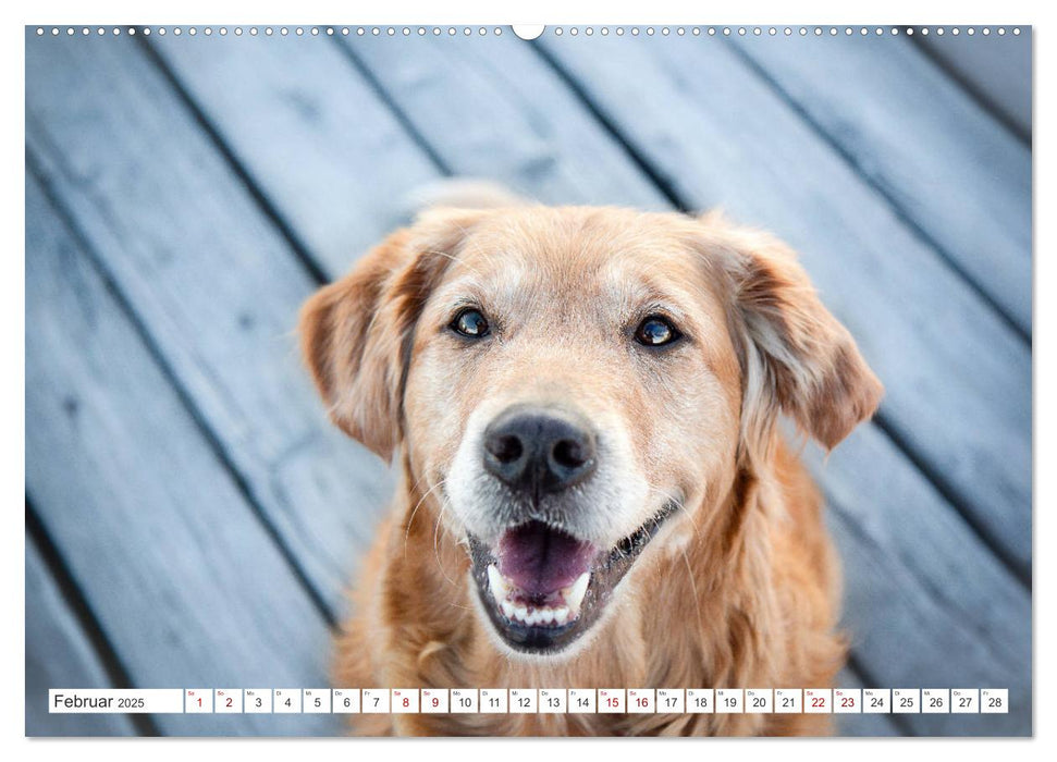 Golden Retriever Hailey Fotokalender (CALVENDO Premium Wandkalender 2025)