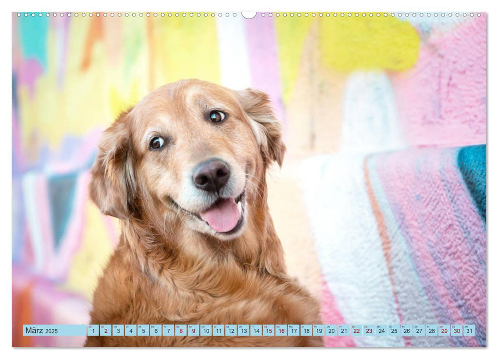 Golden Retriever Hailey Fotokalender (CALVENDO Premium Wandkalender 2025)