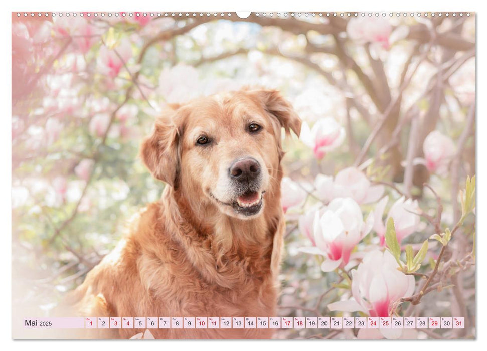 Golden Retriever Hailey Fotokalender (CALVENDO Premium Wandkalender 2025)