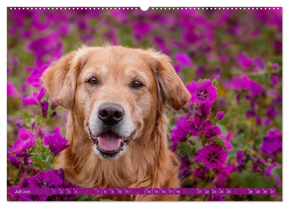 Golden Retriever Hailey Fotokalender (CALVENDO Premium Wandkalender 2025)