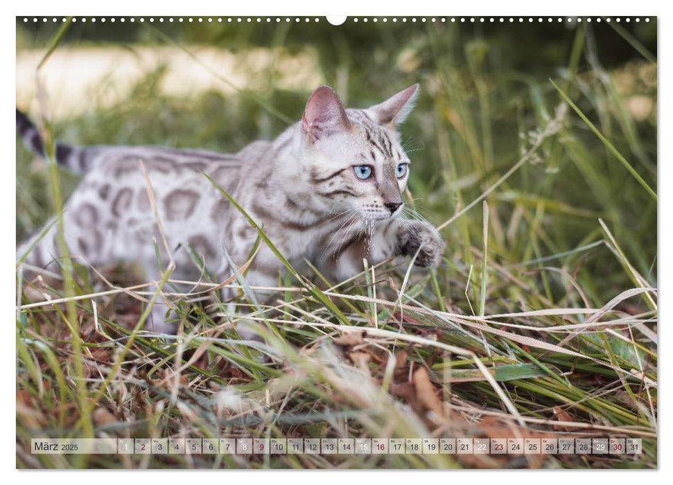 Wildes Wohnzimmer - Die Bengalkatze (CALVENDO Premium Wandkalender 2025)