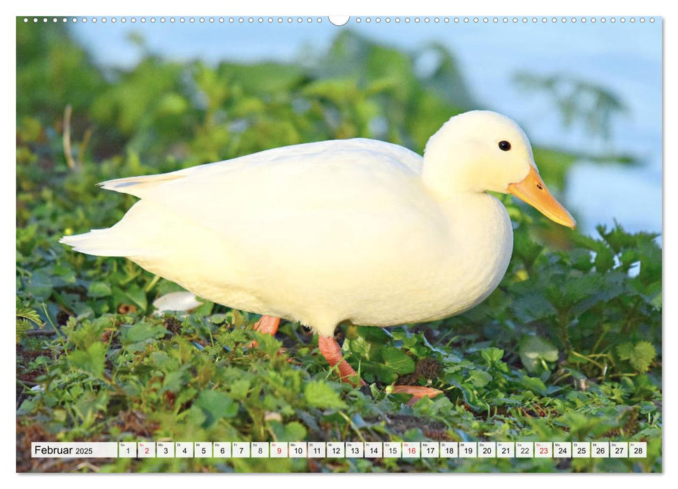 Enten. Bezaubernde und beliebte Schwimmer (CALVENDO Premium Wandkalender 2025)