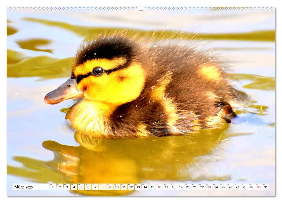 Enten. Bezaubernde und beliebte Schwimmer (CALVENDO Premium Wandkalender 2025)