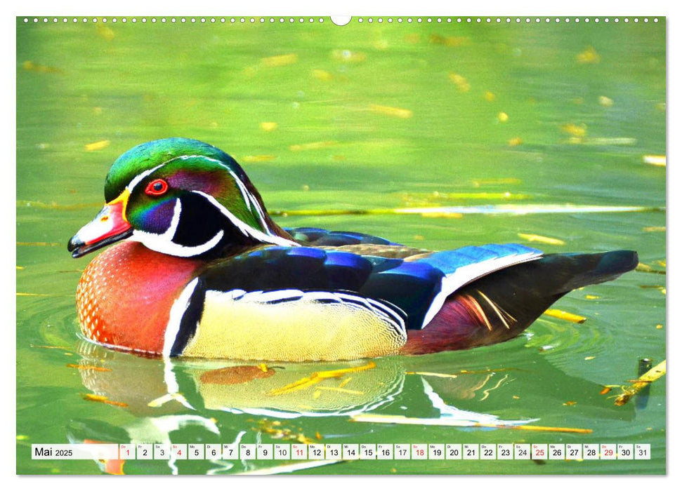 Enten. Bezaubernde und beliebte Schwimmer (CALVENDO Premium Wandkalender 2025)