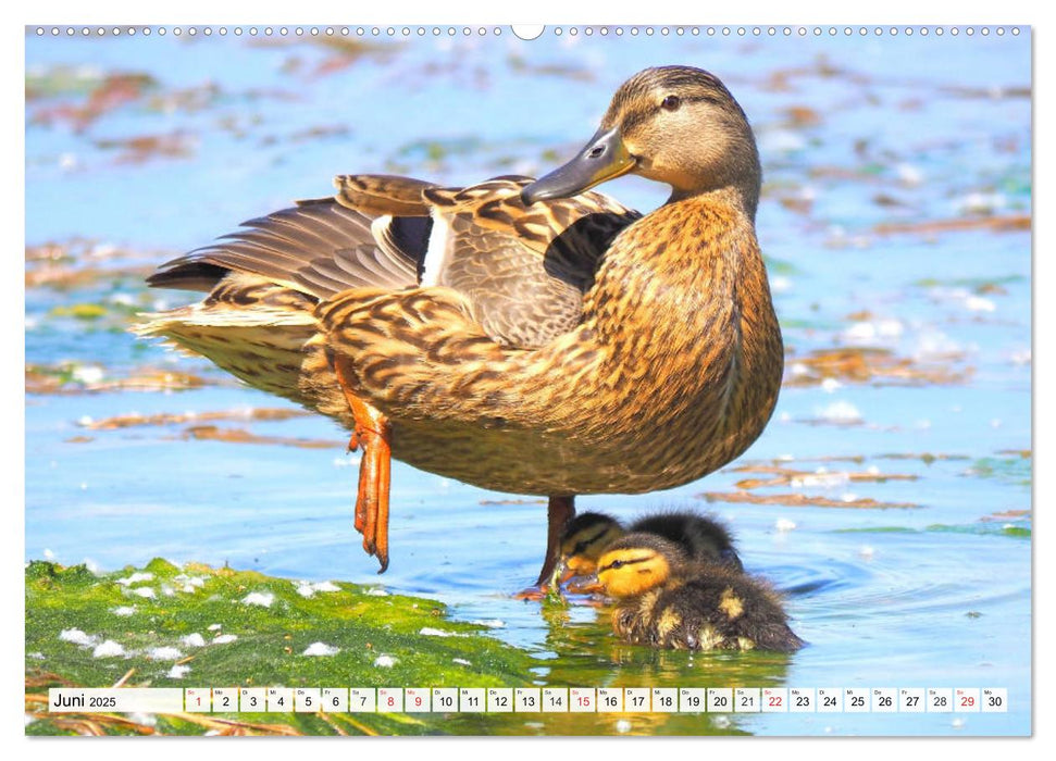 Enten. Bezaubernde und beliebte Schwimmer (CALVENDO Premium Wandkalender 2025)