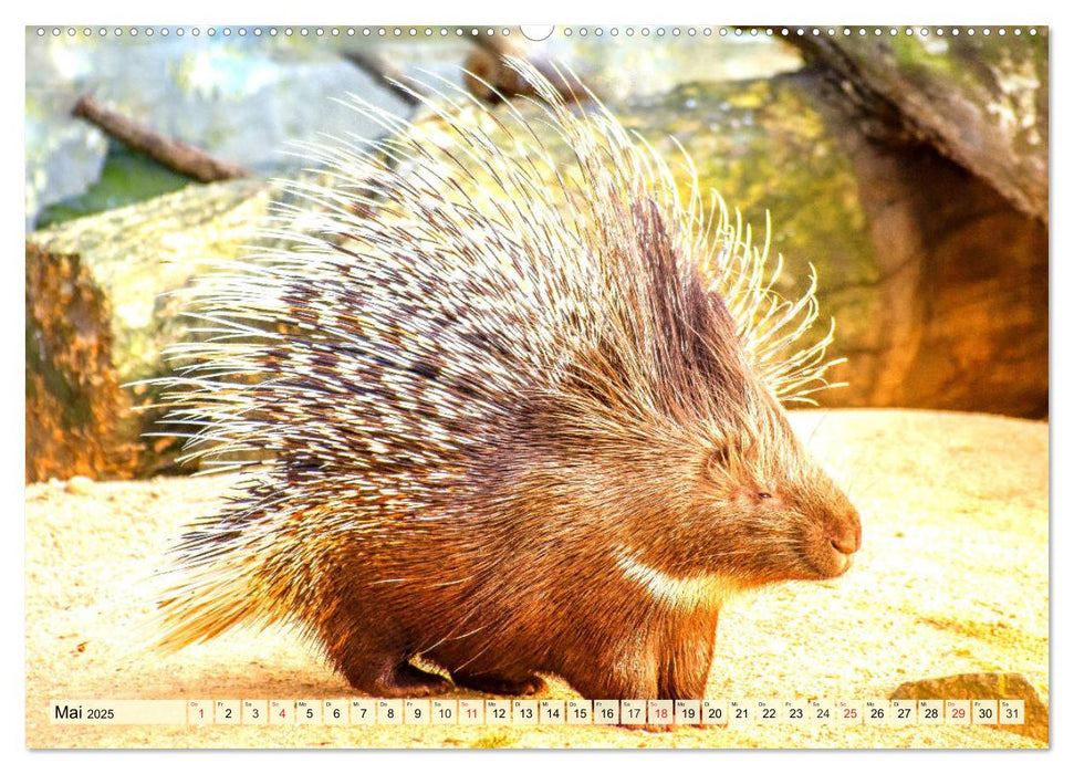 Nagetiere. Hamster, Kaninchen und Co. (CALVENDO Premium Wandkalender 2025)