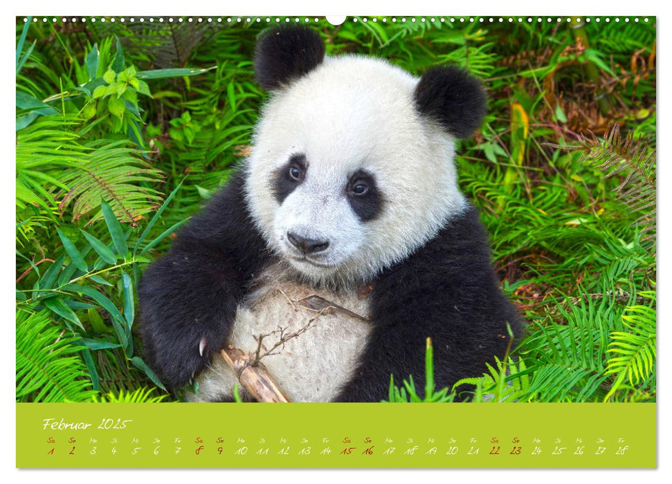 Der Große Panda Ein kuscheliger Geselle (CALVENDO Premium Wandkalender 2025)