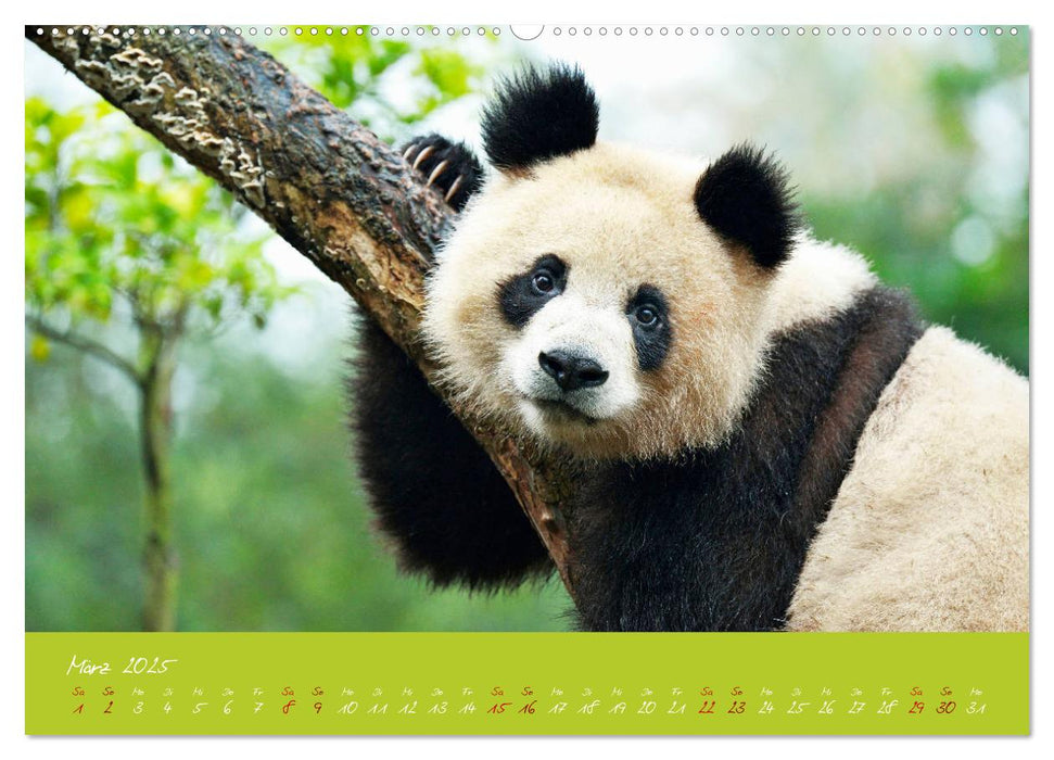 Der Große Panda Ein kuscheliger Geselle (CALVENDO Premium Wandkalender 2025)