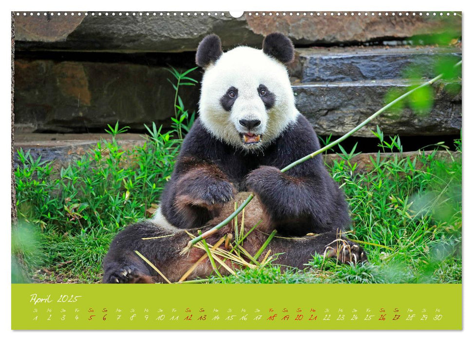 Der Große Panda Ein kuscheliger Geselle (CALVENDO Premium Wandkalender 2025)