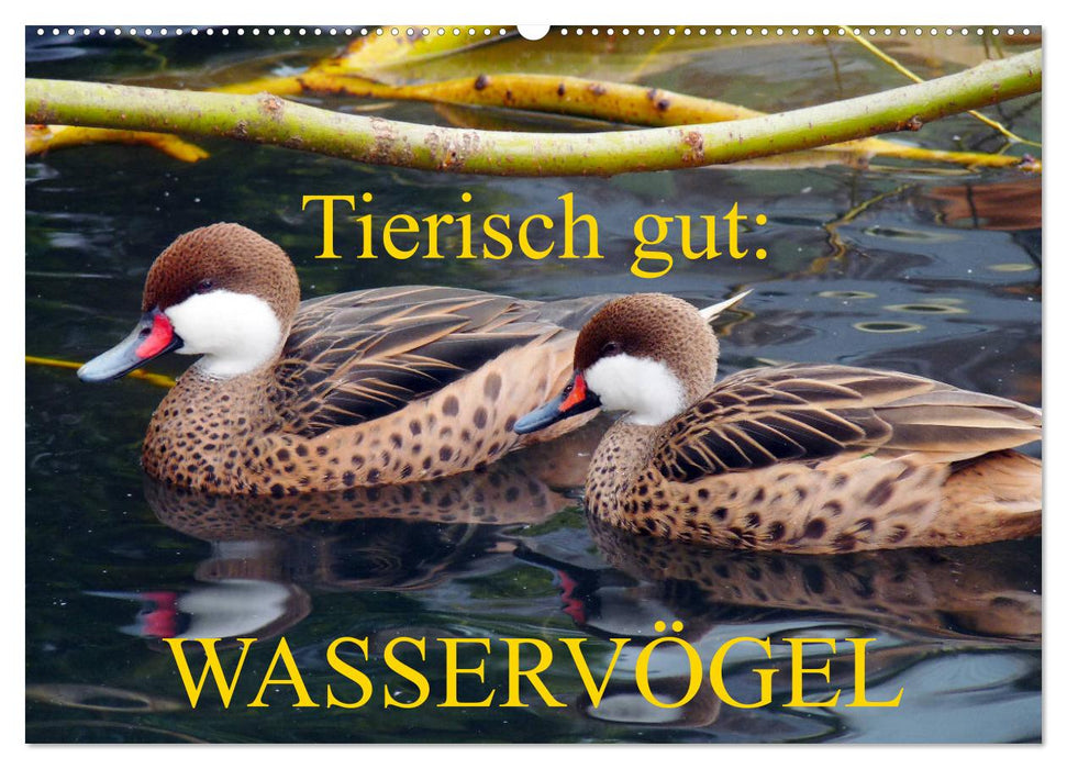 Tierisch gut: Wasservögel (CALVENDO Wandkalender 2025)