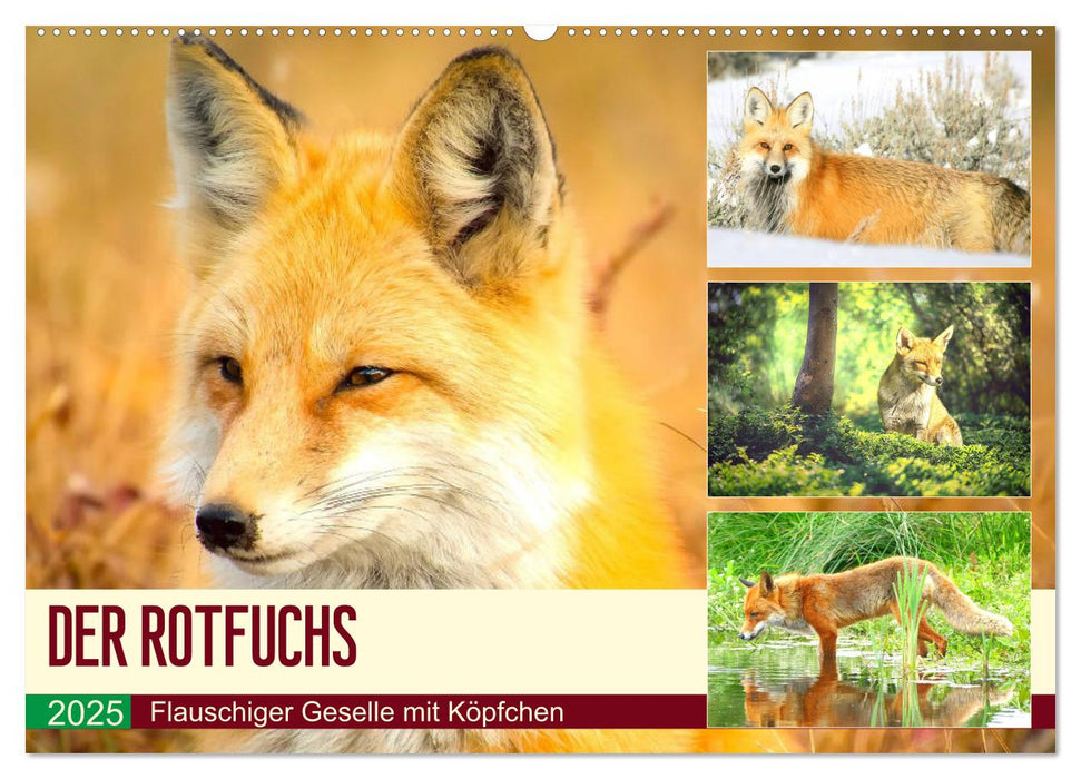 Der Rotfuchs. Flauschiger Geselle mit Köpfchen (CALVENDO Wandkalender 2025)