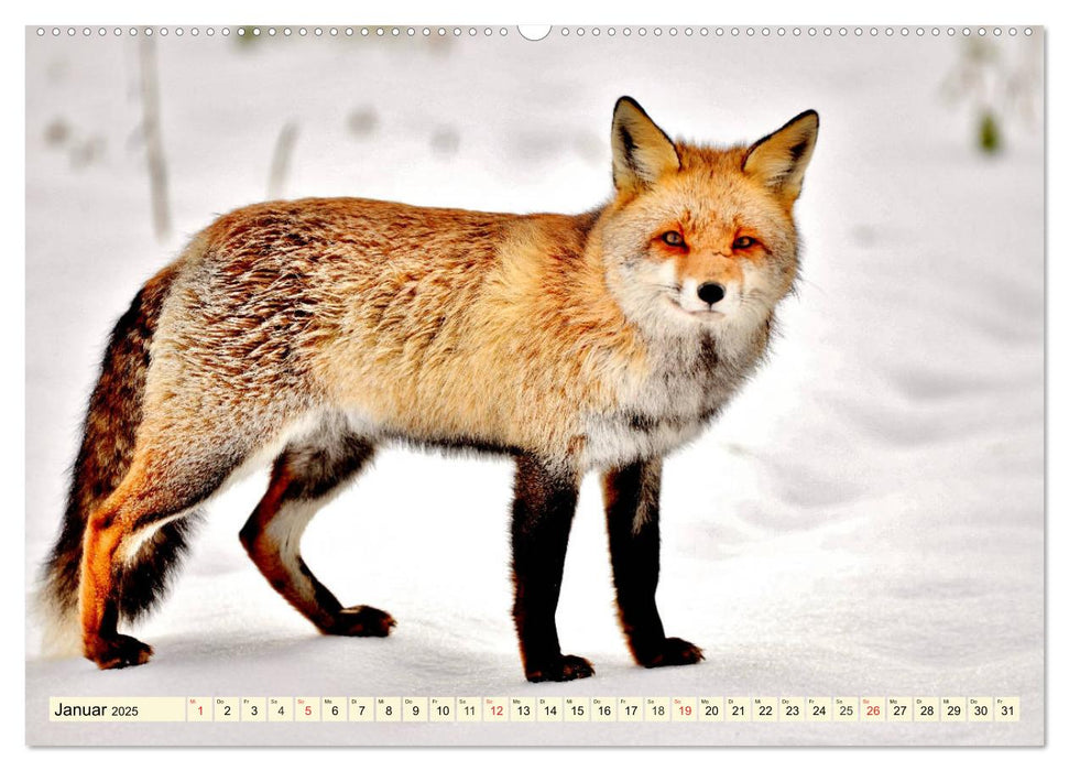 Der Rotfuchs. Flauschiger Geselle mit Köpfchen (CALVENDO Wandkalender 2025)