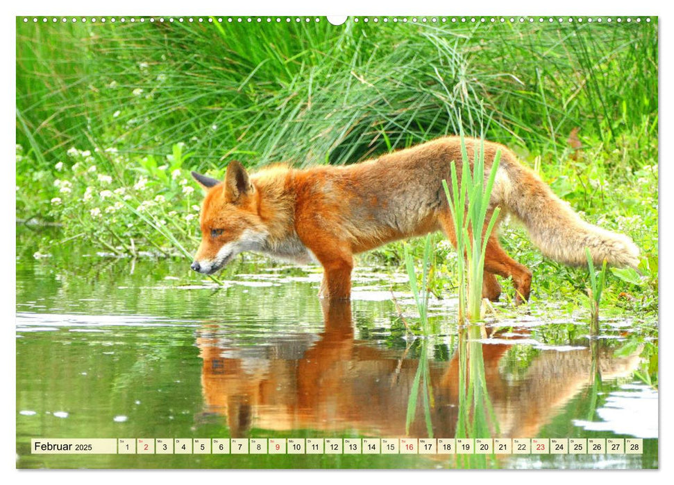 Der Rotfuchs. Flauschiger Geselle mit Köpfchen (CALVENDO Wandkalender 2025)