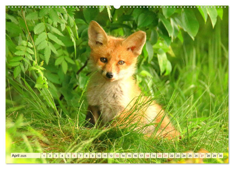 Der Rotfuchs. Flauschiger Geselle mit Köpfchen (CALVENDO Wandkalender 2025)