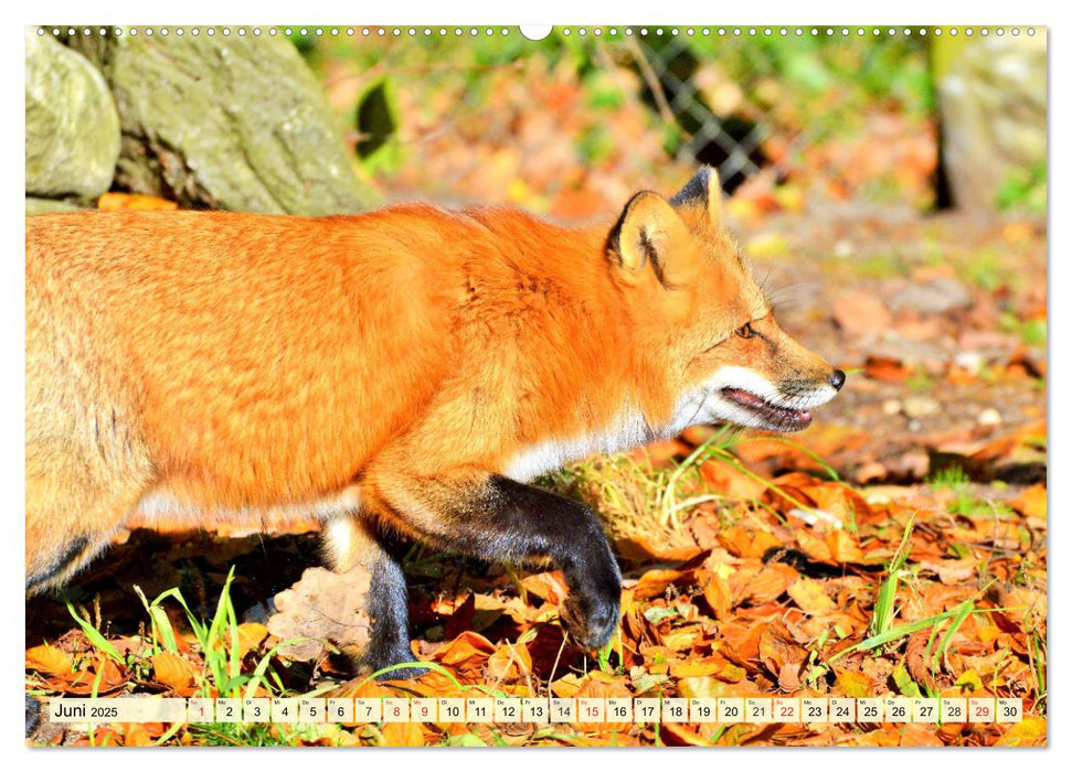 Der Rotfuchs. Flauschiger Geselle mit Köpfchen (CALVENDO Wandkalender 2025)