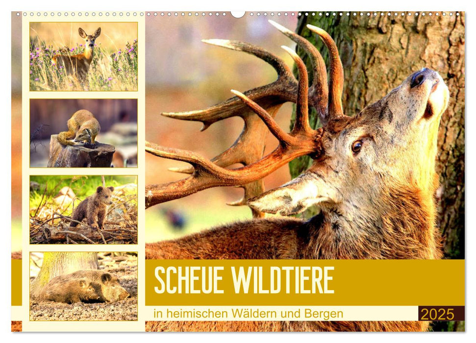 Scheue Wildtiere in heimischen Wäldern und Bergen (CALVENDO Wandkalender 2025)