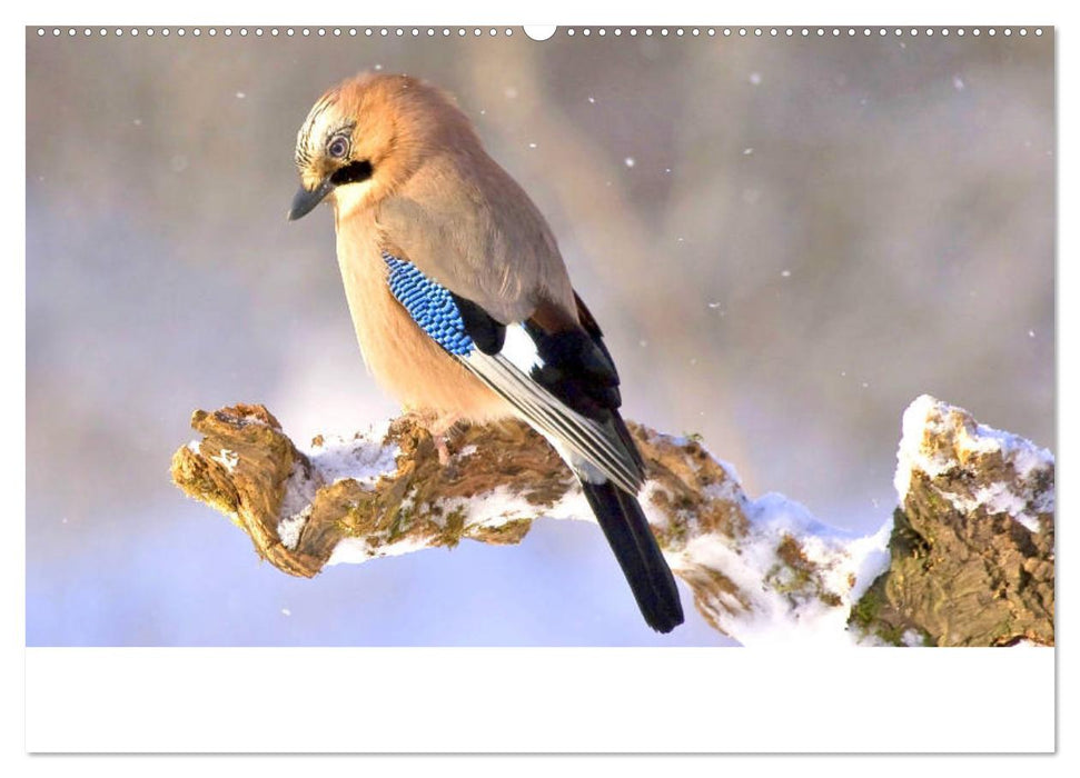 Scheue Wildtiere in heimischen Wäldern und Bergen (CALVENDO Wandkalender 2025)