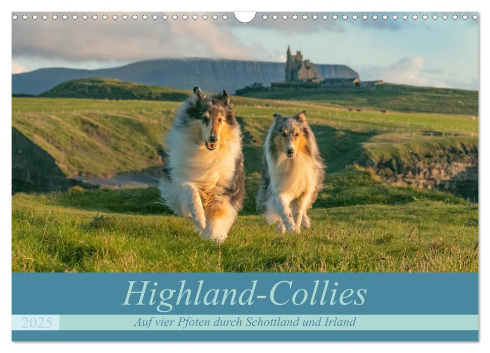 Highland-Collies - Auf vier Pfoten durch Schottland und Irland (CALVENDO Wandkalender 2025)