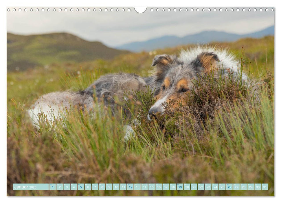 Highland-Collies - Auf vier Pfoten durch Schottland und Irland (CALVENDO Wandkalender 2025)