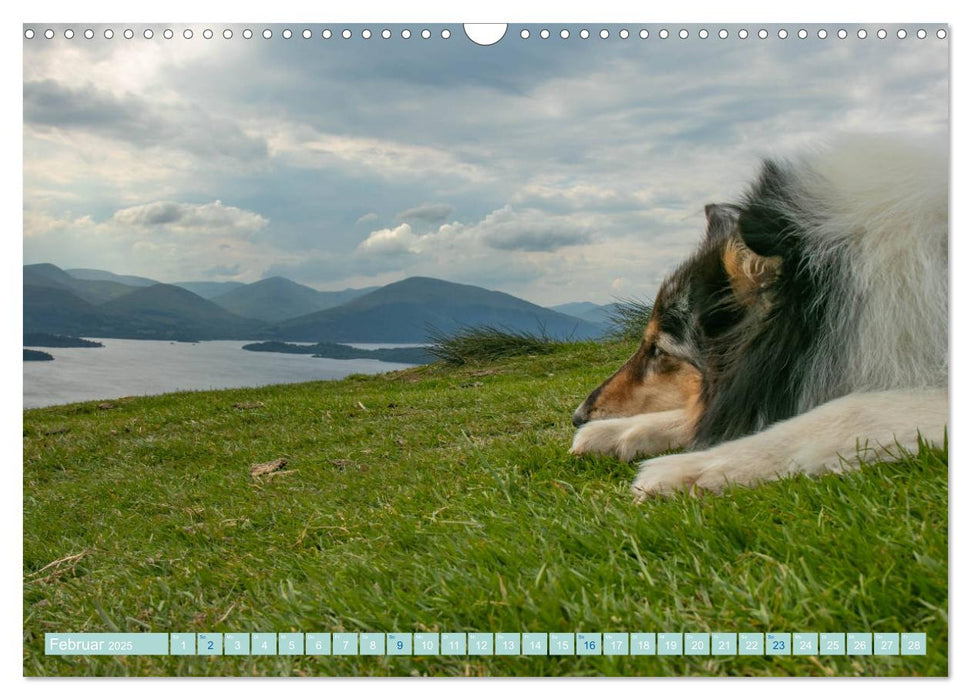 Highland-Collies - Auf vier Pfoten durch Schottland und Irland (CALVENDO Wandkalender 2025)