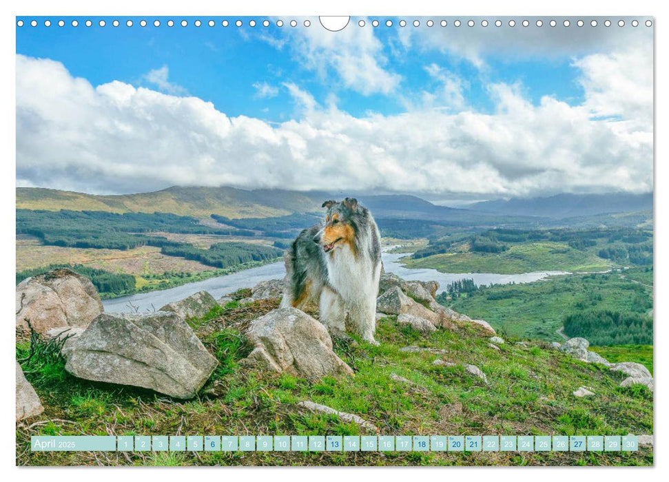 Highland-Collies - Auf vier Pfoten durch Schottland und Irland (CALVENDO Wandkalender 2025)