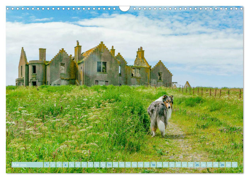 Highland-Collies - Auf vier Pfoten durch Schottland und Irland (CALVENDO Wandkalender 2025)