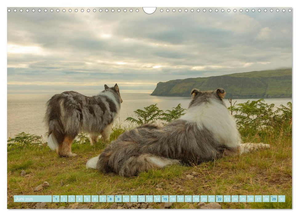 Highland-Collies - Auf vier Pfoten durch Schottland und Irland (CALVENDO Wandkalender 2025)